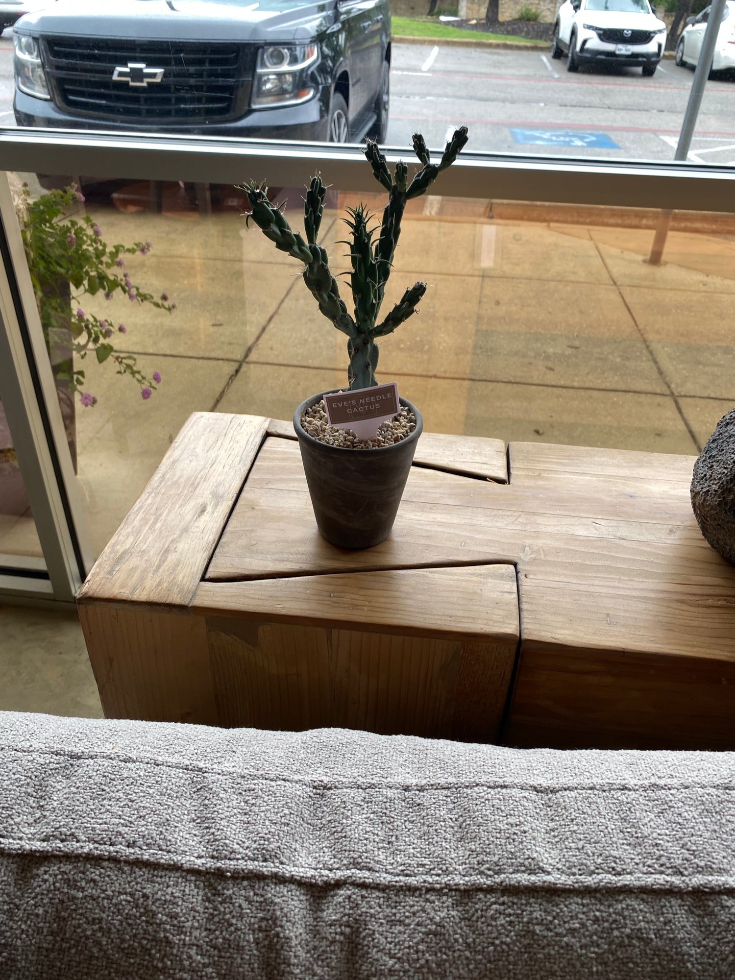 Eve's Needle Cactus