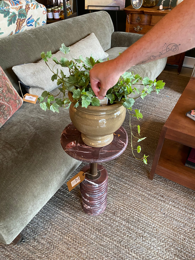 English Ivy