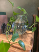 Plant in Water w/ Black Stand
