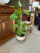 Plant in Basket