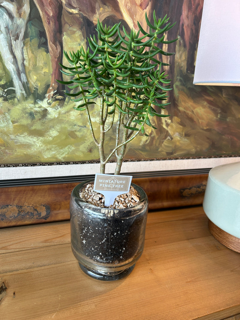 Clear PineTree