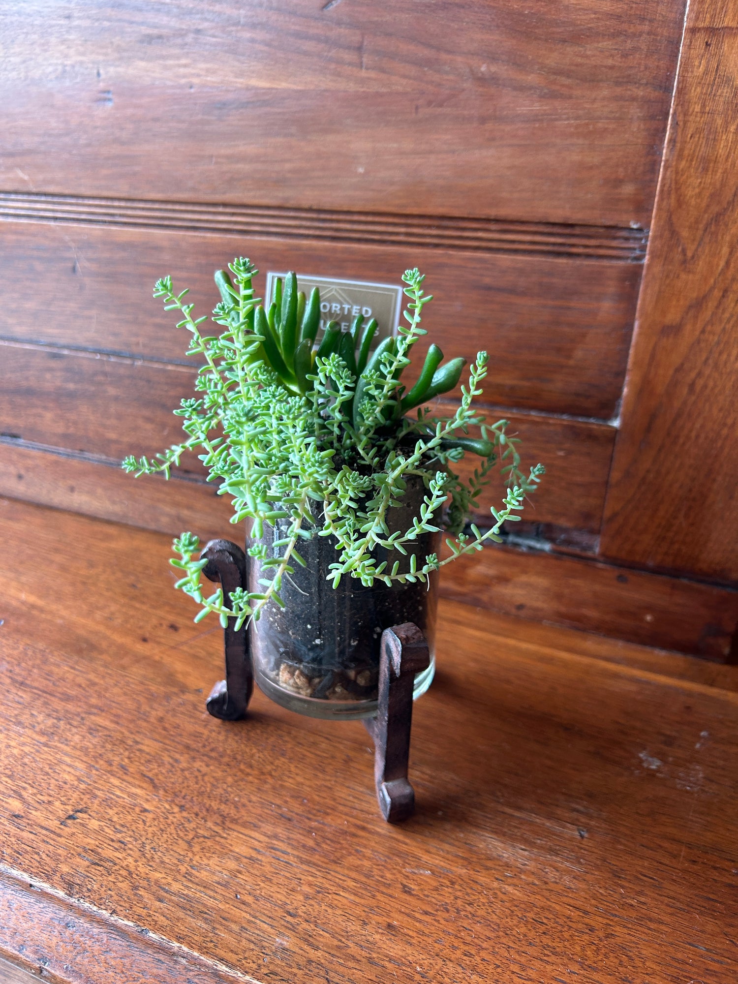 Clear + Iron Stand 3' Plant