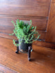 Clear + Iron Stand 3' Plant