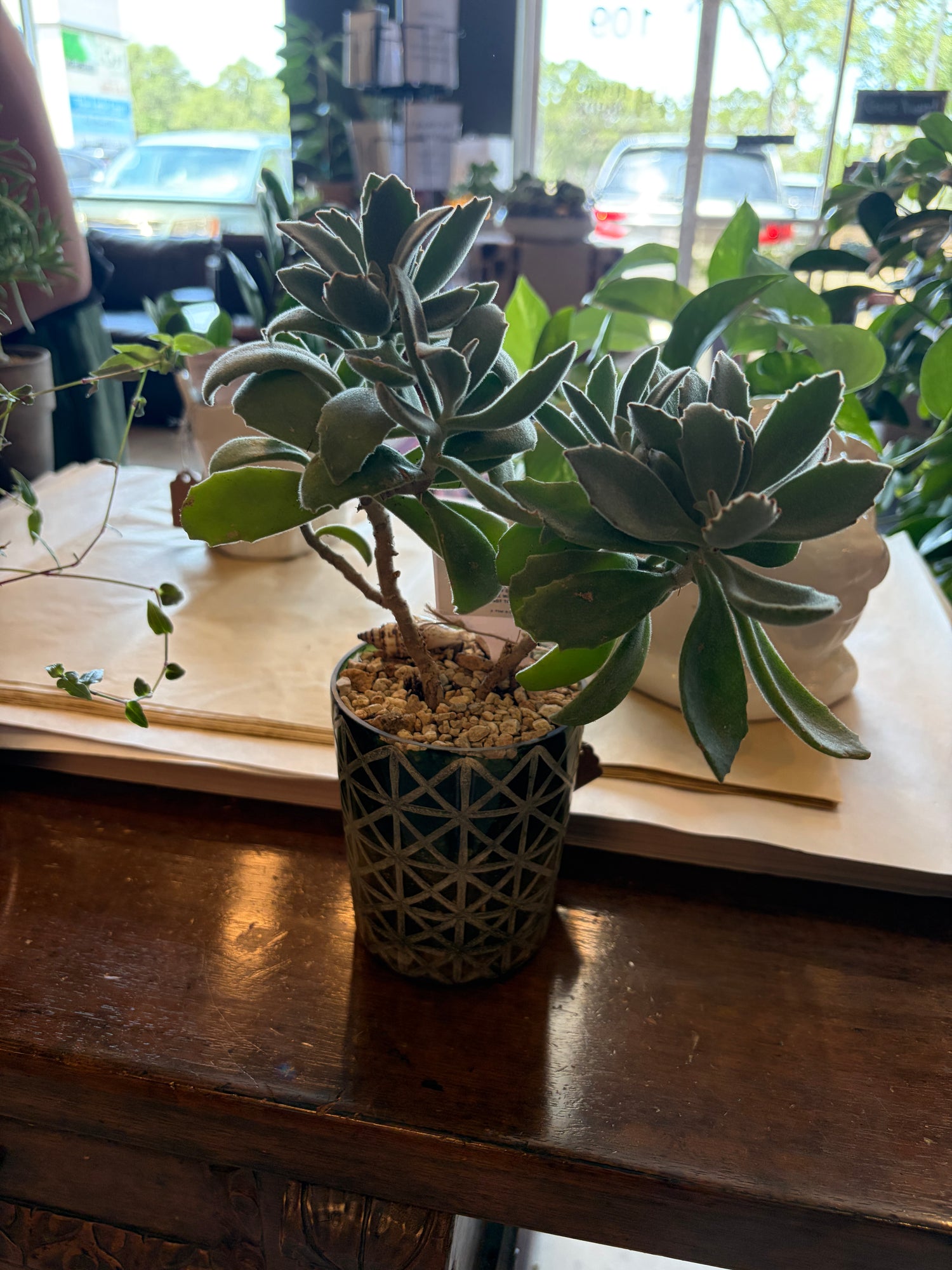 Bears Paw Succulent