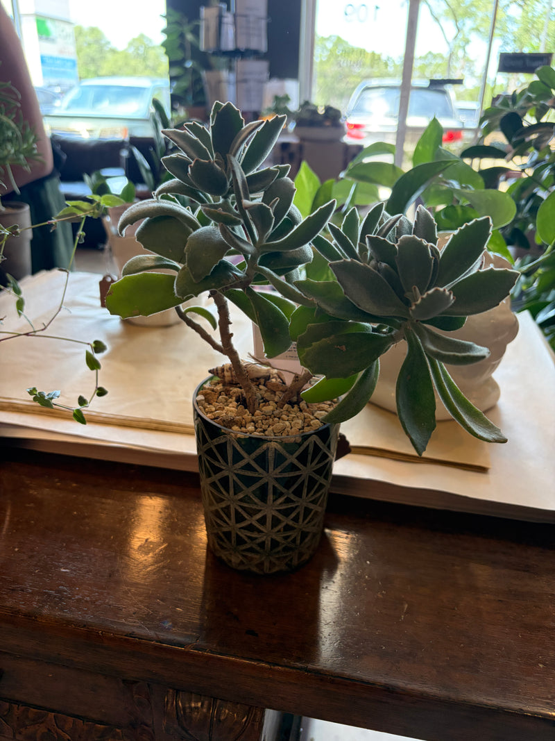 Bears Paw Succulent