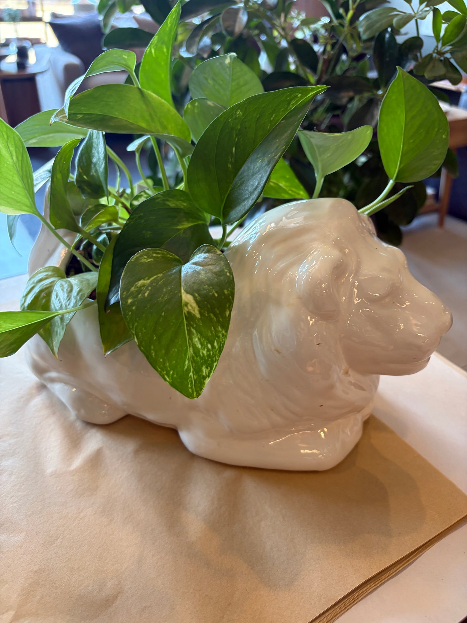 Aslan Golden Pothos