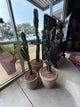 Medium Potted Cactus