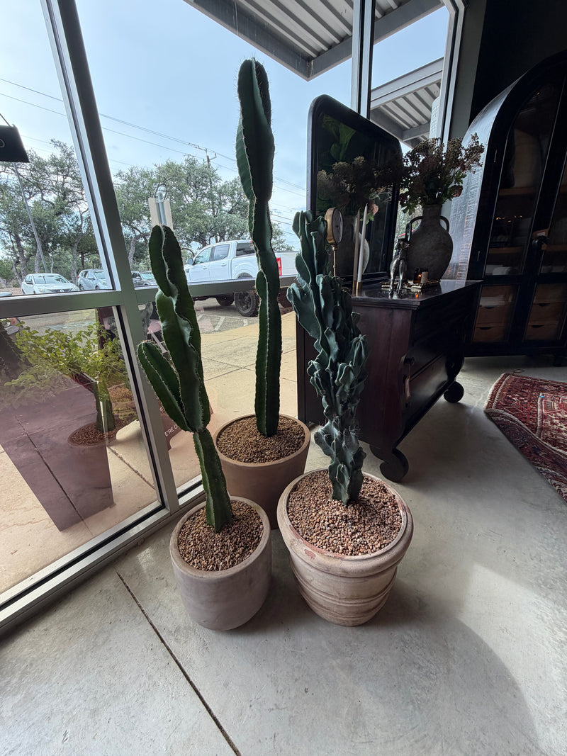 Medium Potted Cactus