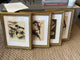 Framed Antique Bird Print