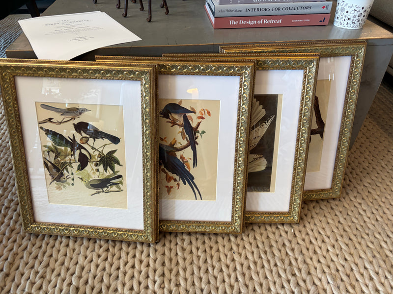 Framed Antique Bird Print