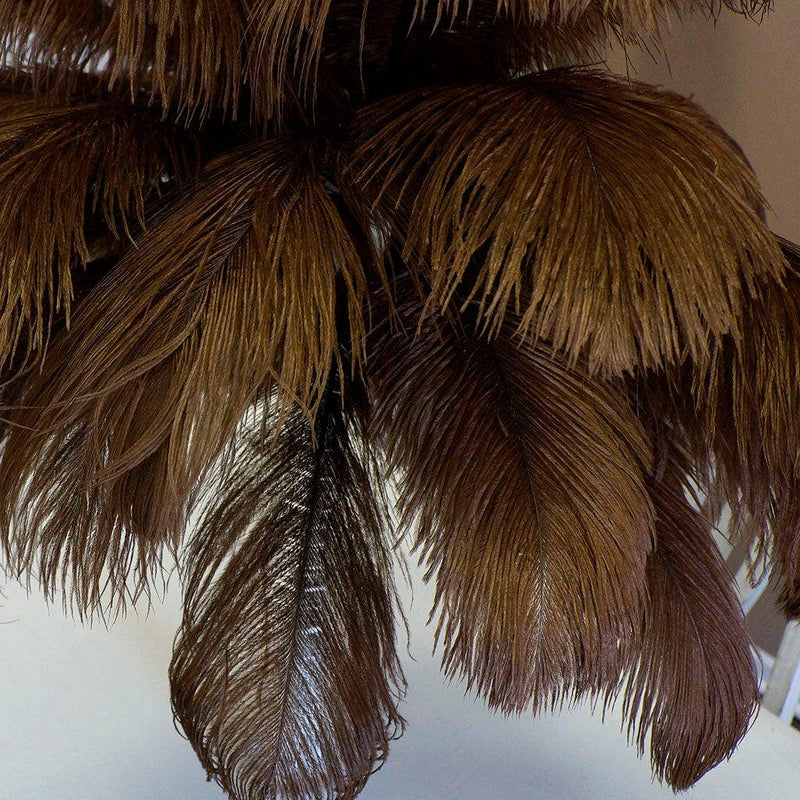 Large Ostrich Feathers - 17"+ Drabs - Brown